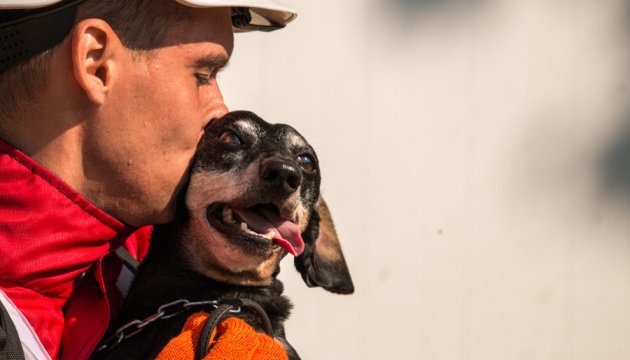 Не тільки Патрон: у ДСНС розповіли про пошуково-рятувальну таксу-ветерана