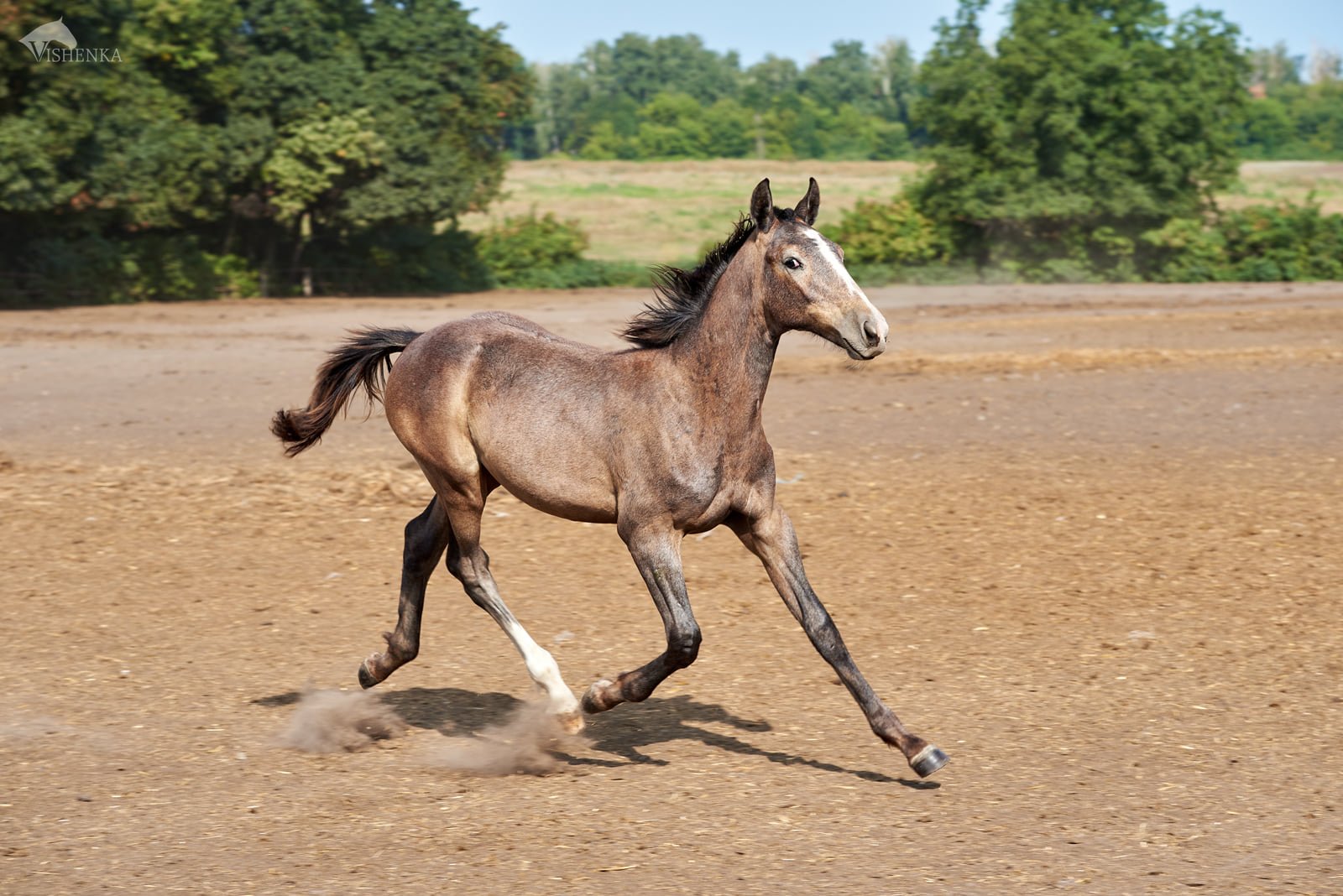 Украинцев призывают помочь молодым лошадям: что нужно