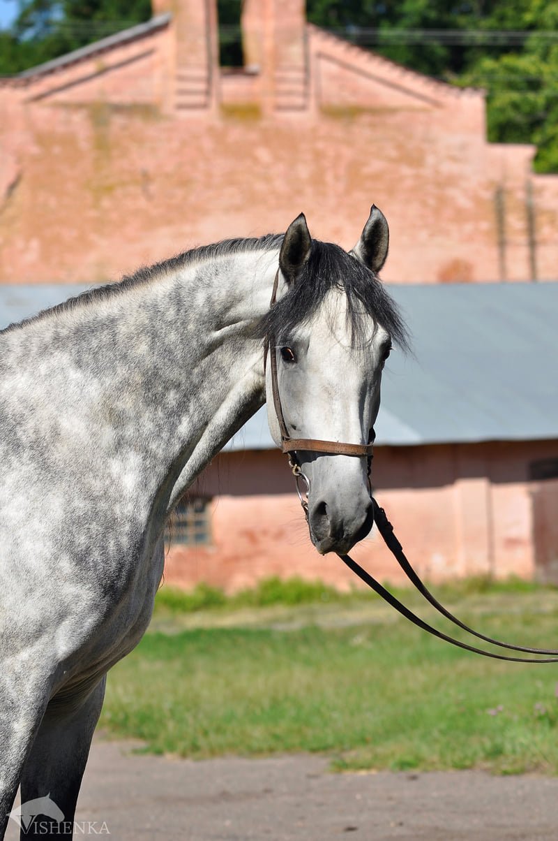 Украинцев призывают помочь молодым лошадям: что нужно