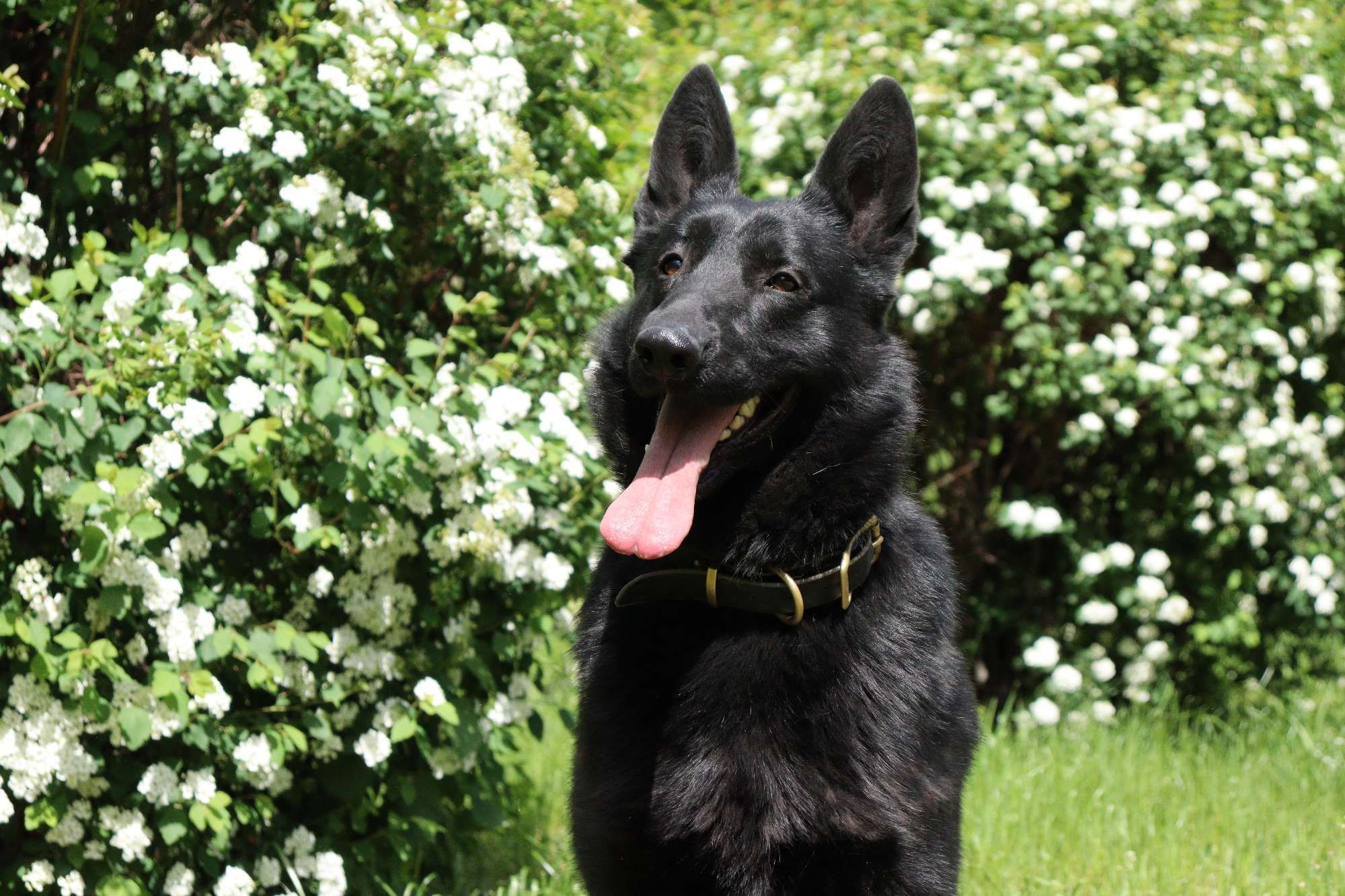 Коллега Патрона: украинские разведчики показали своего пса-талисмана