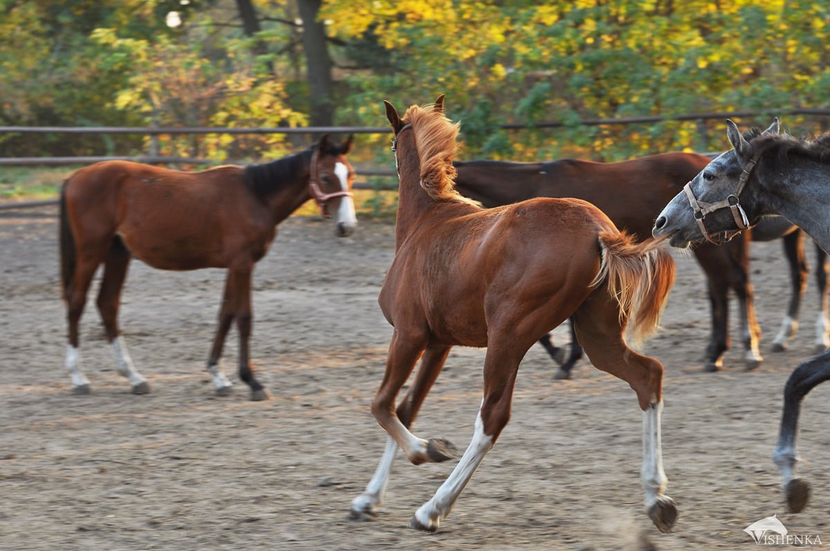 Украинцев призывают помочь молодым лошадям: что нужно