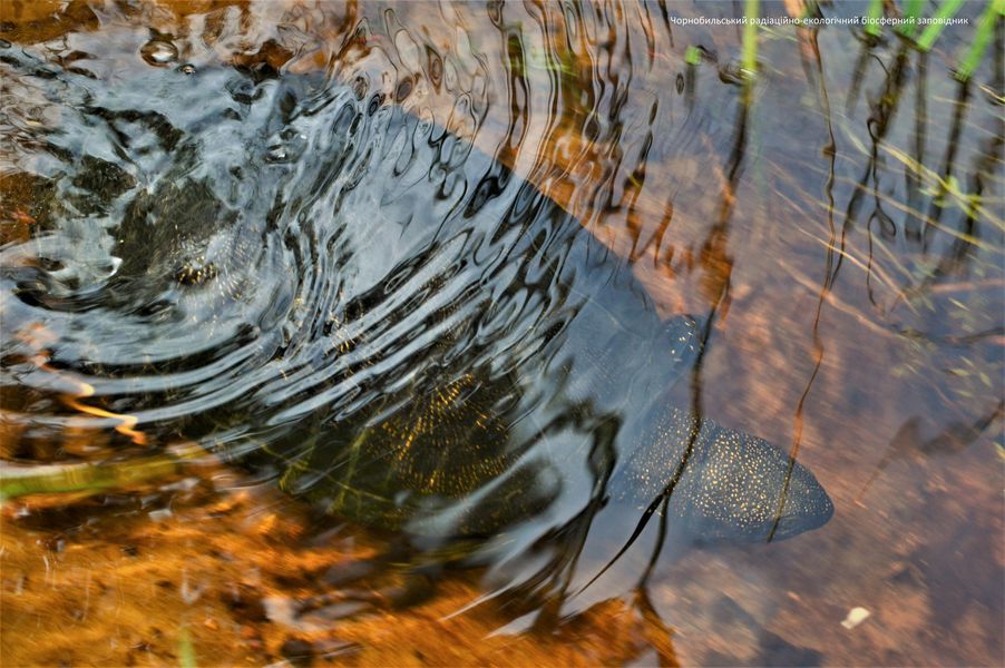Єдина і неповторна: у Чорнобилі показали тварину - "санітара водойми"
