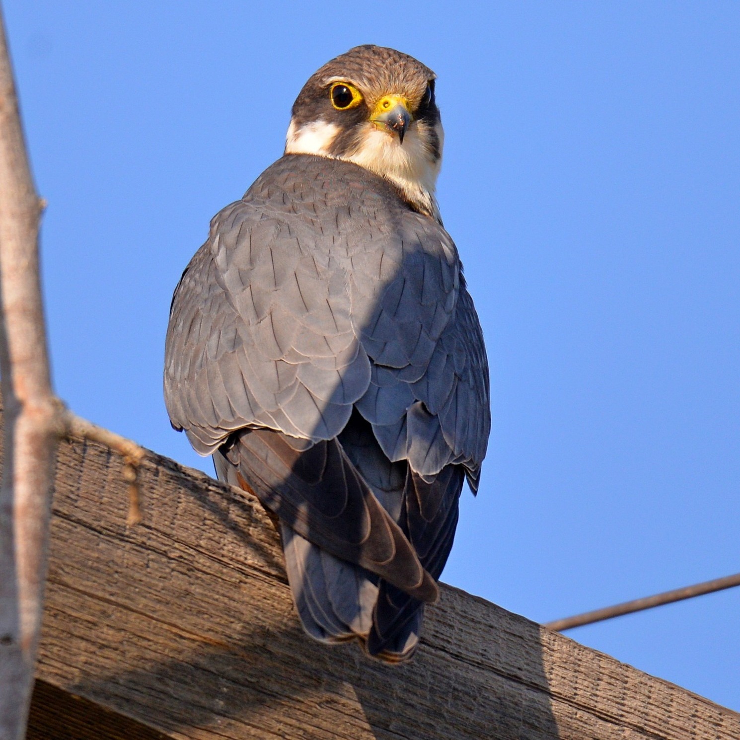 В Чернобыльском заповеднике показали птицу - примерного "семьянина" (фото)