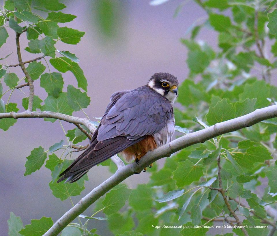 В Чернобыльском заповеднике показали птицу - примерного "семьянина" (фото)
