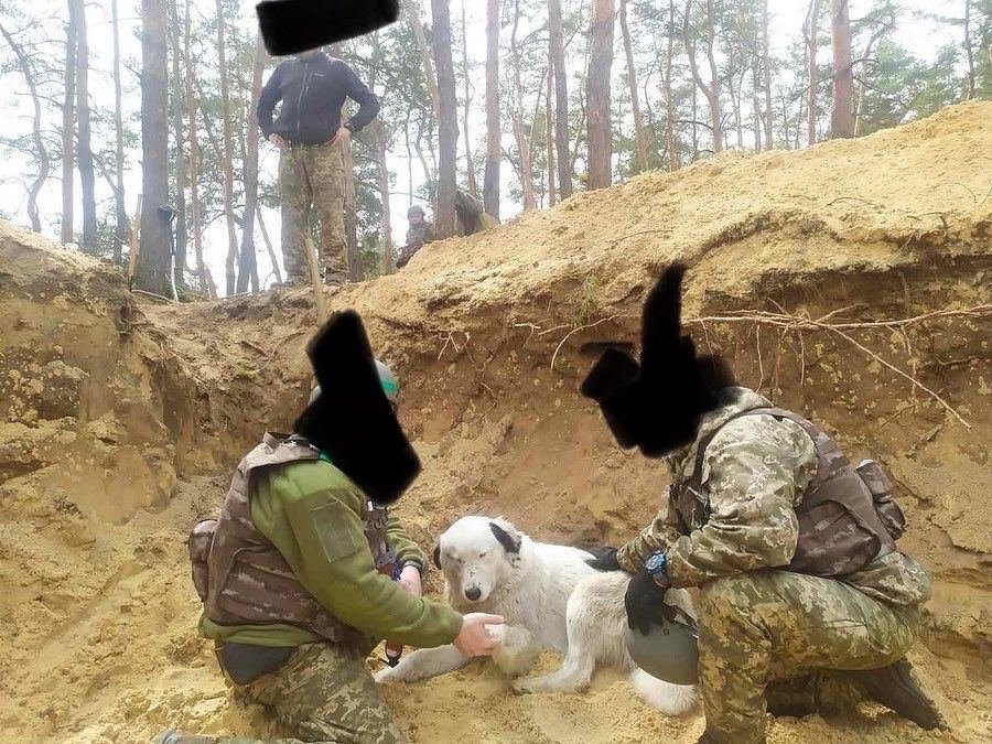 "Стережет сон и прогоняет крыс": с ВСУ "служит" четвероногий друг Бим