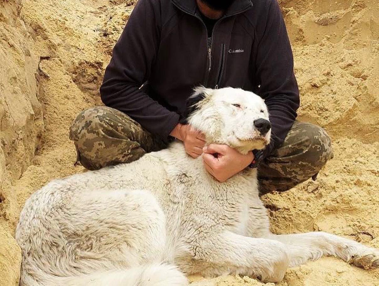 "Стережет сон и прогоняет крыс": с ВСУ "служит" четвероногий друг Бим