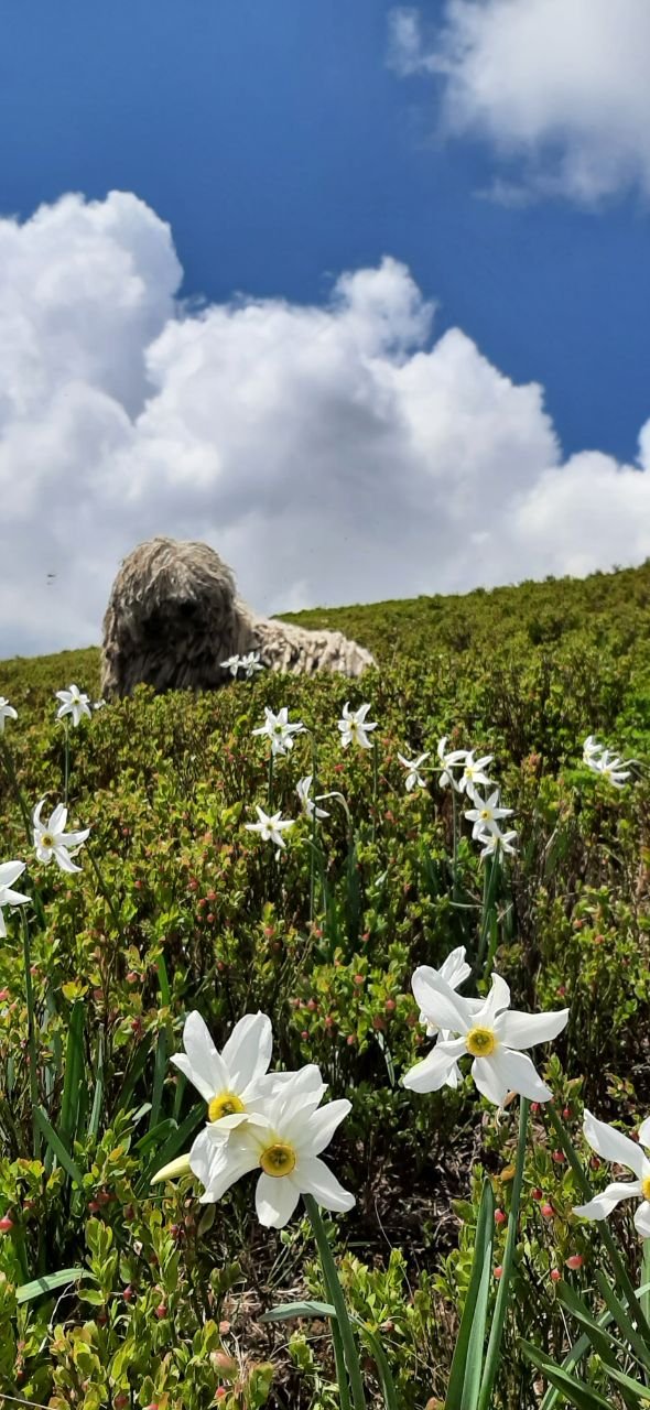 Українські рятувальники показали хвостатого "психолога" Сікро: чим прославився пес