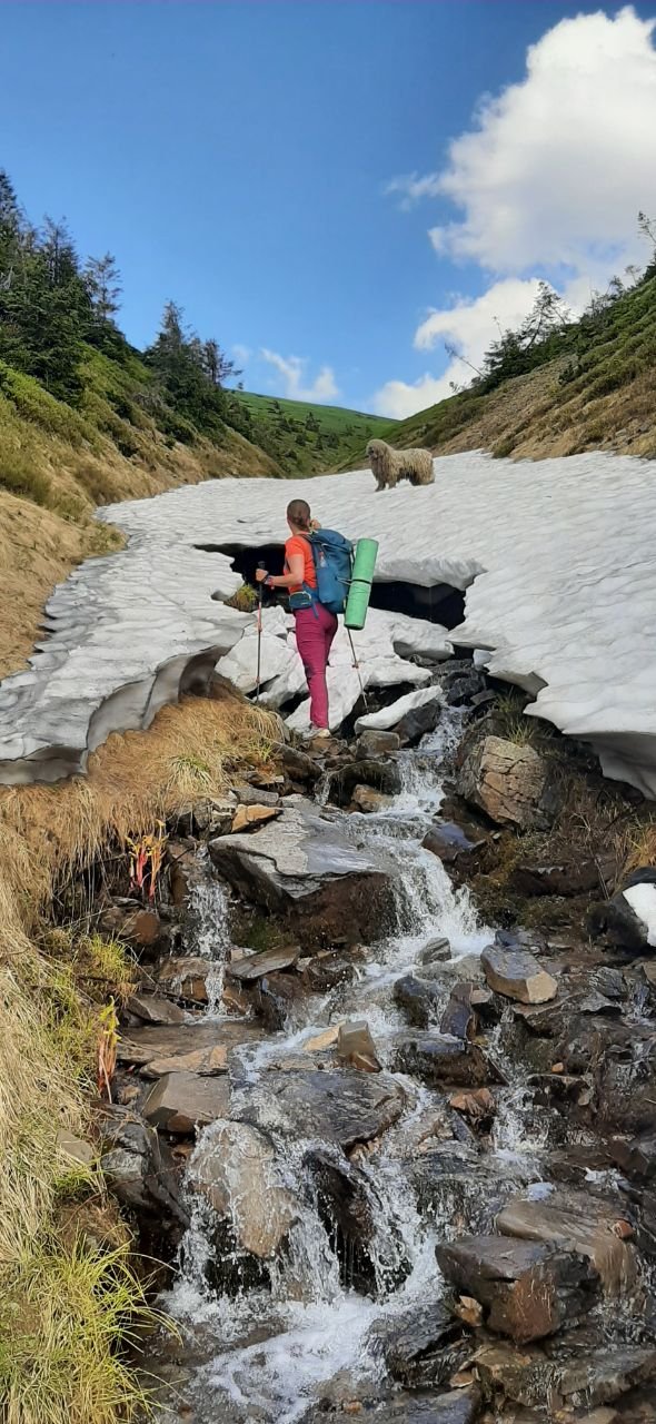 Українські рятувальники показали хвостатого "психолога" Сікро: чим прославився пес