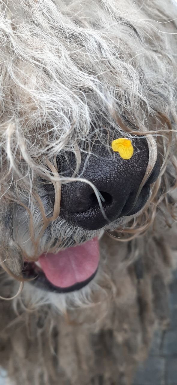 Українські рятувальники показали хвостатого "психолога" Сікро: чим прославився пес