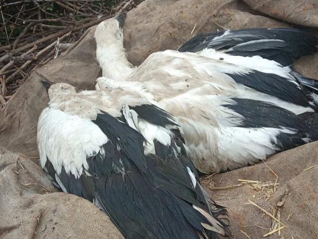 Харків'яни борються за життя пташенят лелек, які сильно травмувалися через негоду