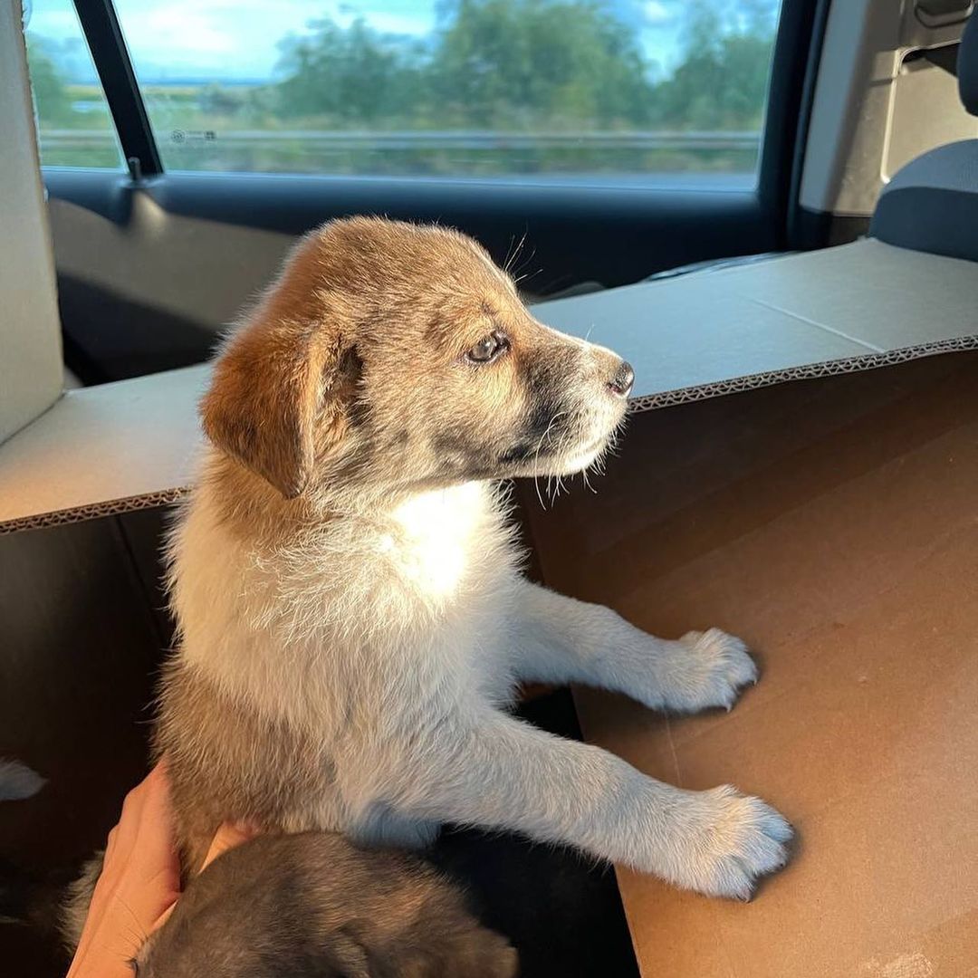 "Если умирать - то всем вместе. Но своих не брошу". Как во время войны выживает приют для животных в Днепре