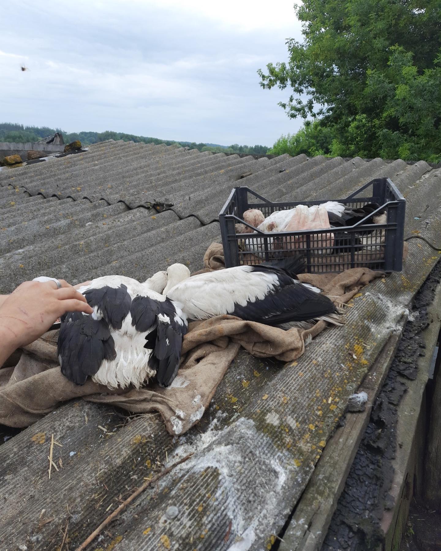 Харків'яни борються за життя пташенят лелек, які сильно травмувалися через негоду