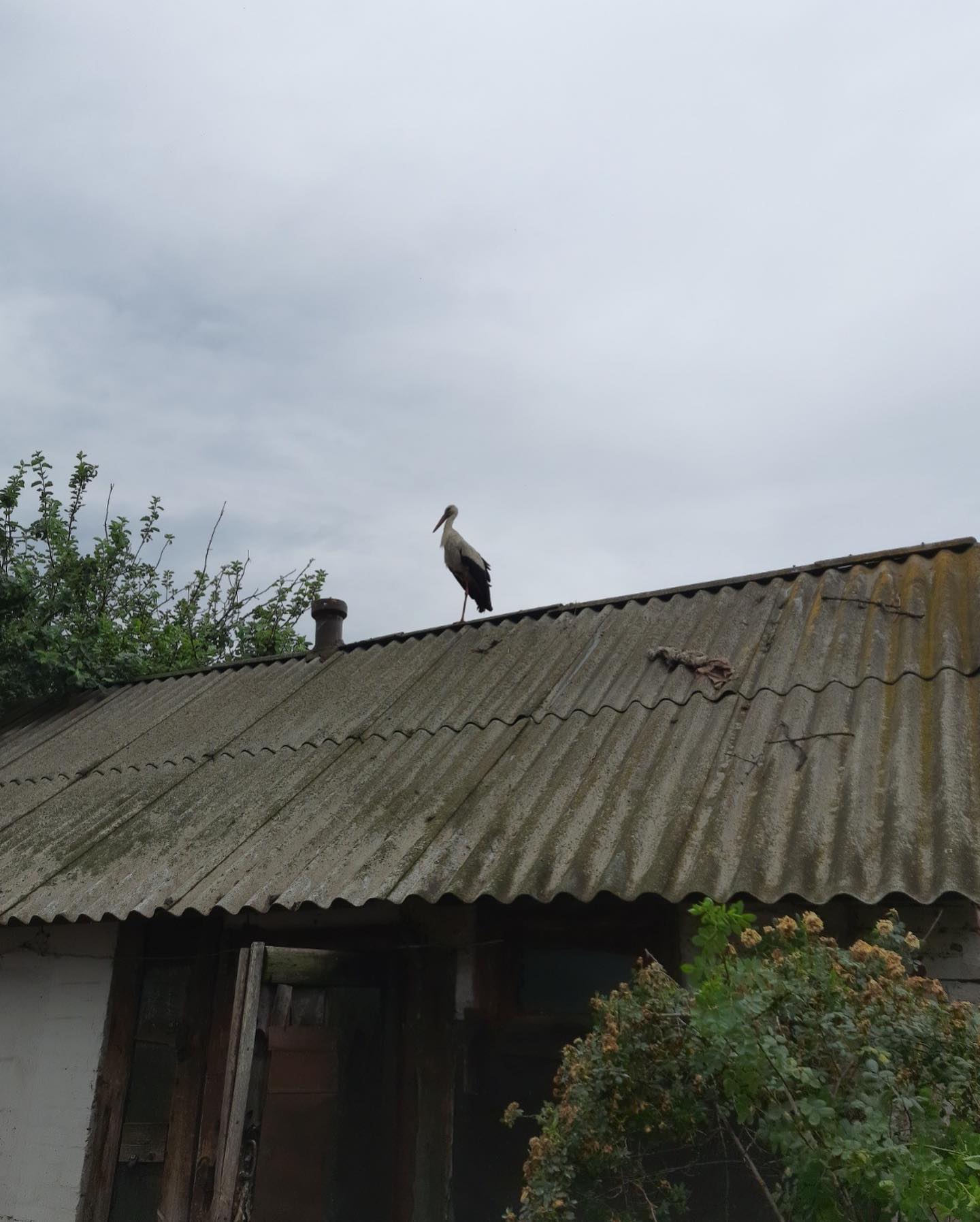 Харків'яни борються за життя пташенят лелек, які сильно травмувалися через негоду