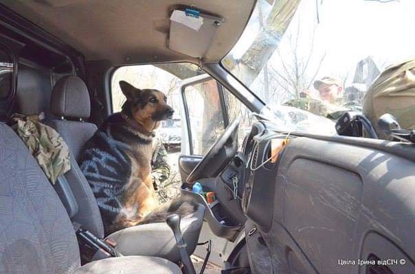 В її втомлених очах згасало життя: ЗСУ врятували вівчарку, яку окупанти розмалювали фарбою