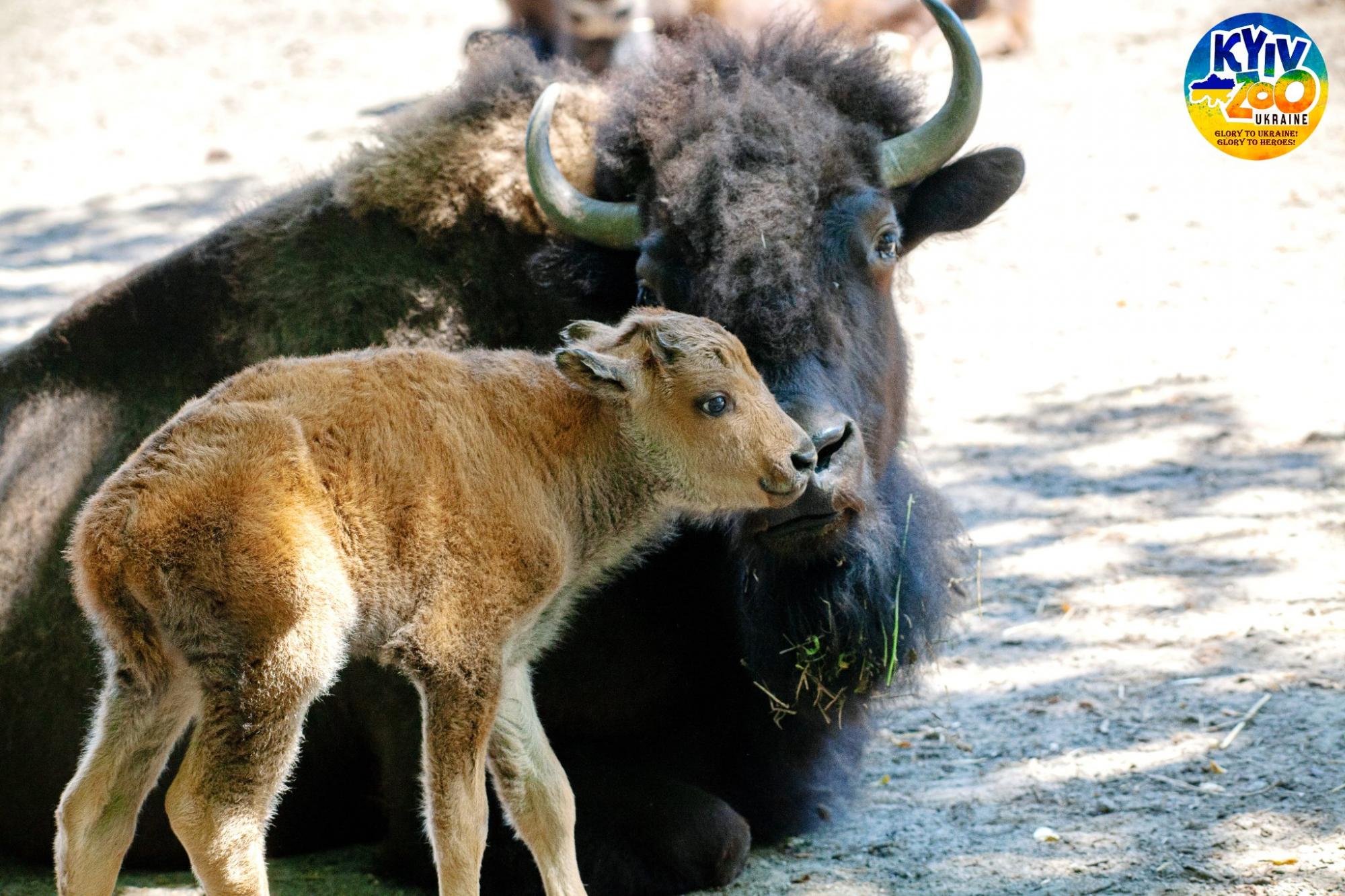 В Киевском зоопарке - очаровательное пополнение: мимишные фото малышей