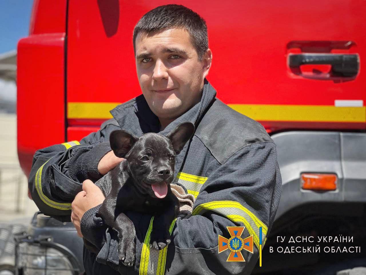 Одеські рятувальники показали свого пса-талісмана: Мажор може стати конкурентом Патрону