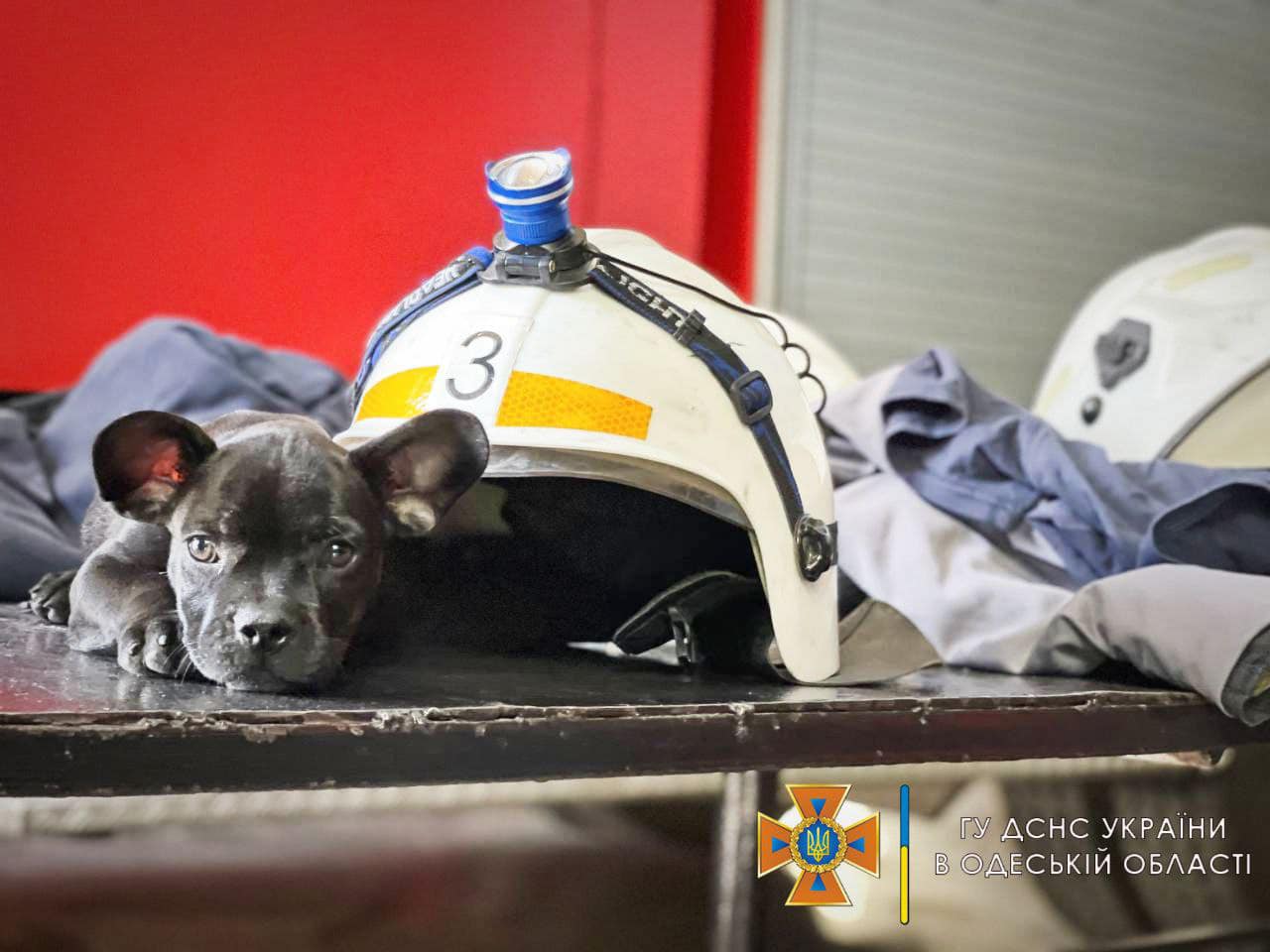 Одеські рятувальники показали свого пса-талісмана: Мажор може стати конкурентом Патрону