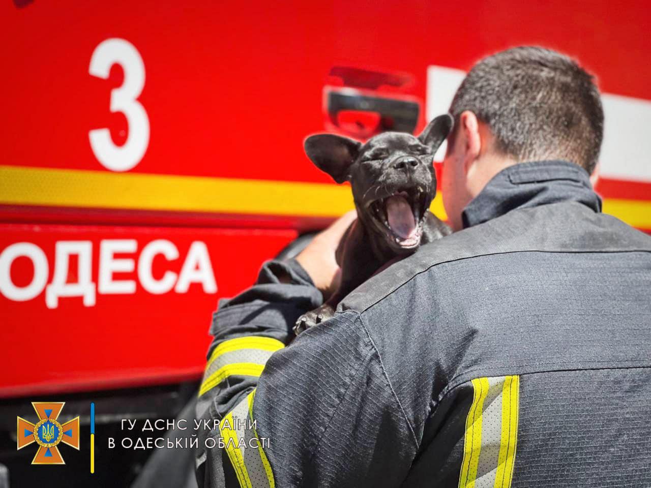 Одеські рятувальники показали свого пса-талісмана: Мажор може стати конкурентом Патрону