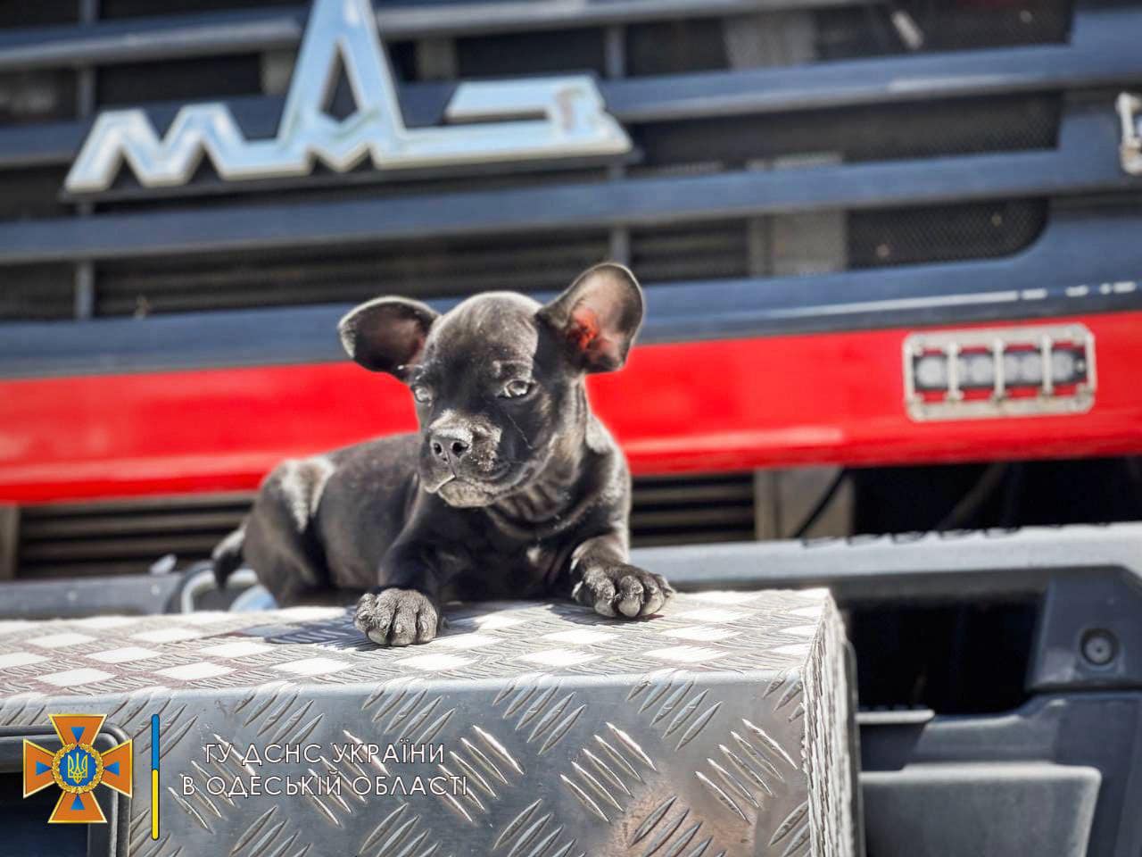 Одеські рятувальники показали свого пса-талісмана: Мажор може стати конкурентом Патрону