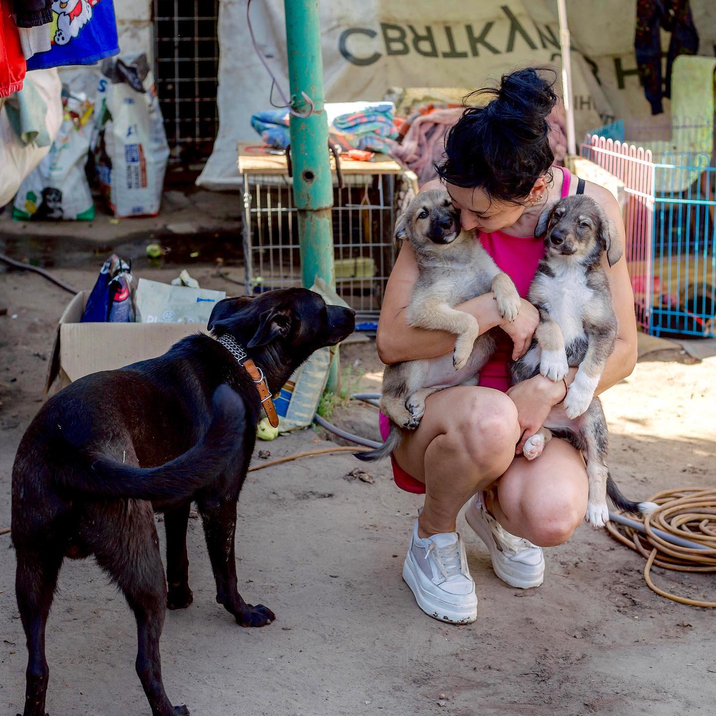 "Если умирать - то всем вместе. Но своих не брошу". Как во время войны выживает приют для животных в Днепре
