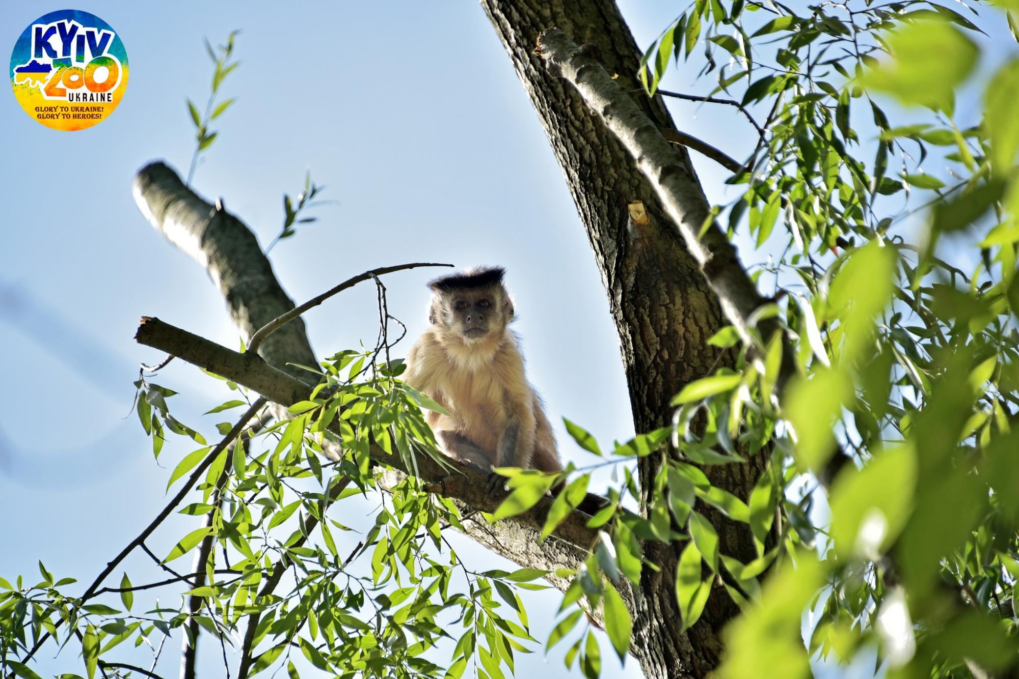 В Киевском зоопарке мохнатым животным выделили целый остров: смотрите фото семейства