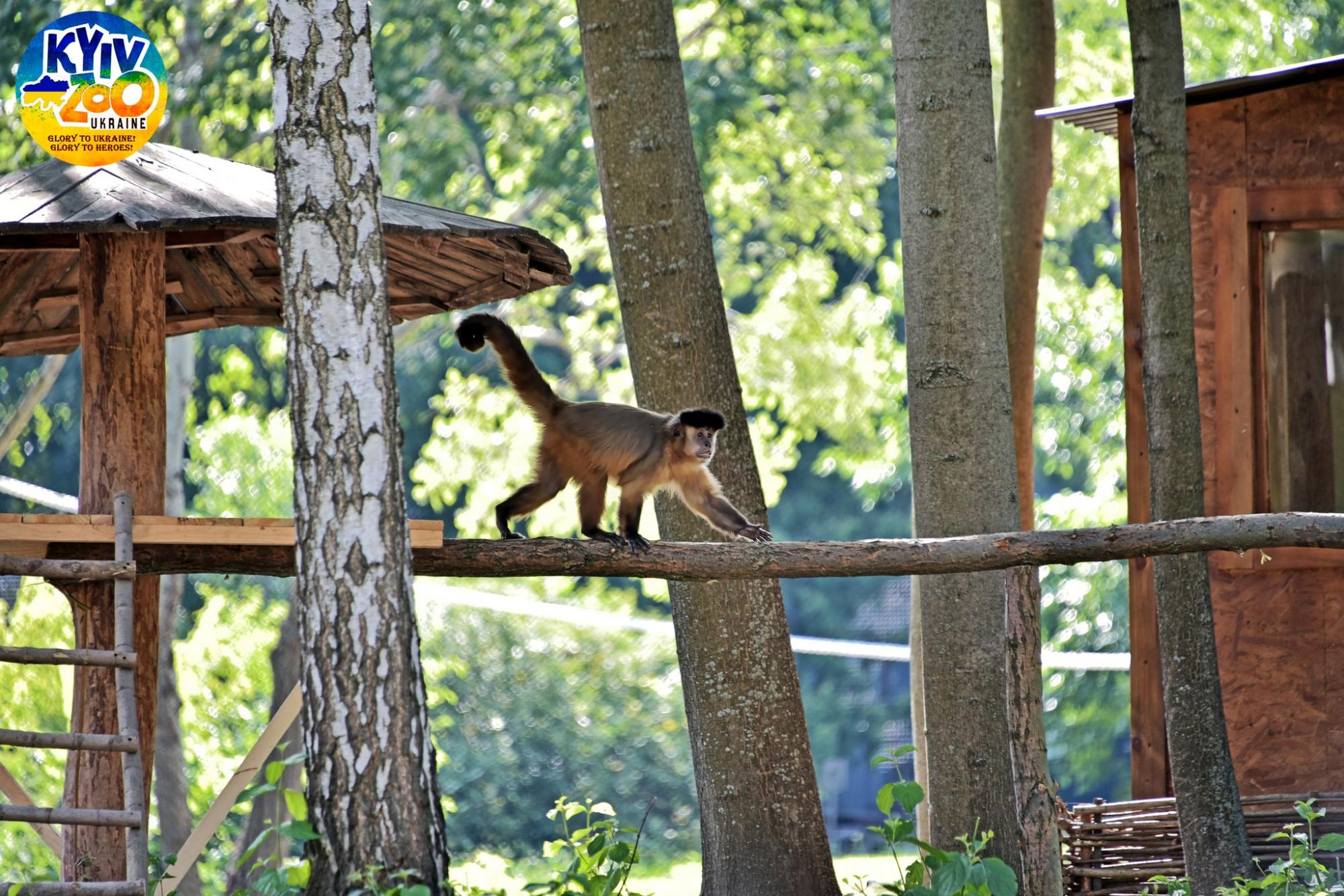 В Киевском зоопарке мохнатым животным выделили целый остров: смотрите фото семейства