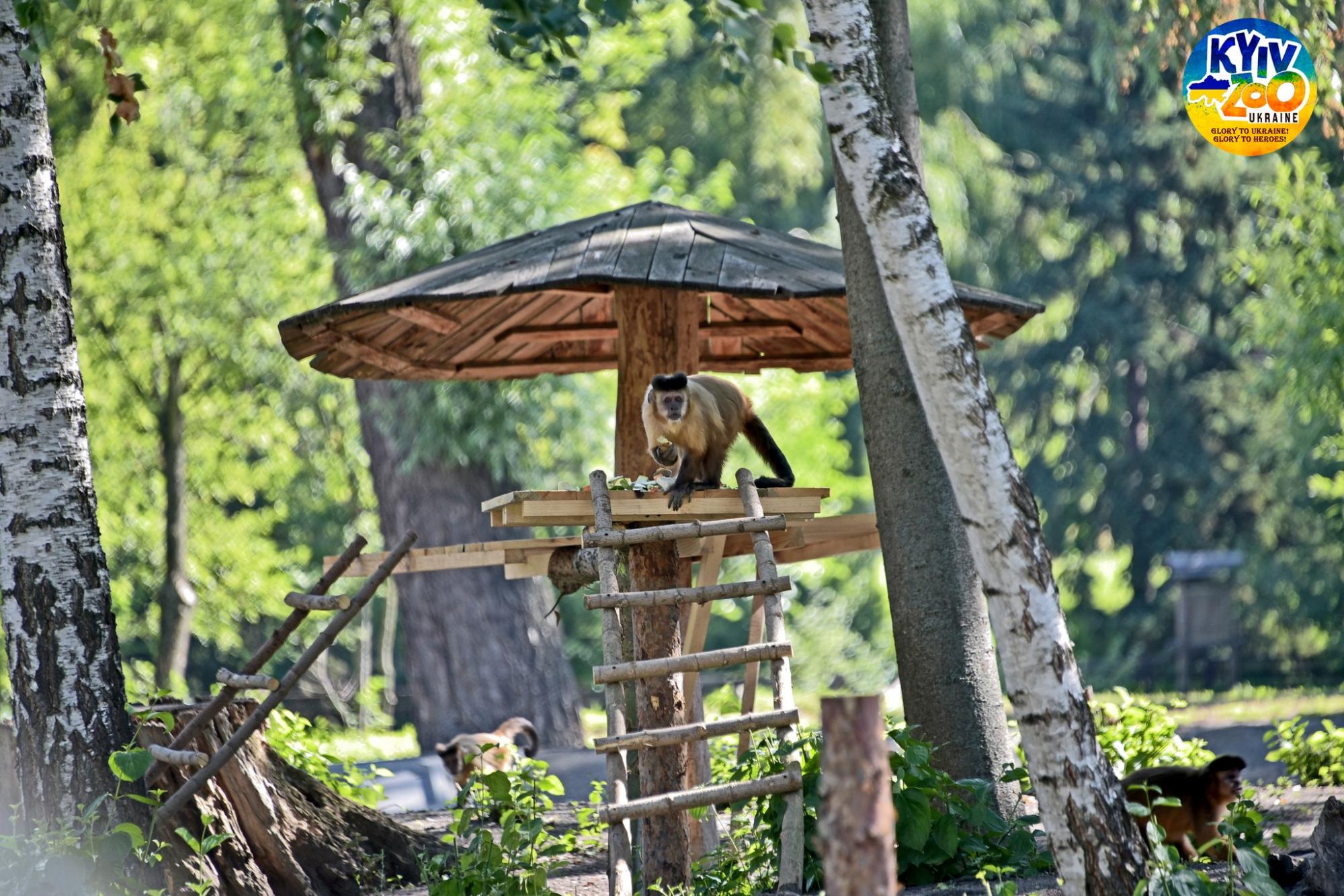 В Киевском зоопарке мохнатым животным выделили целый остров: смотрите фото семейства