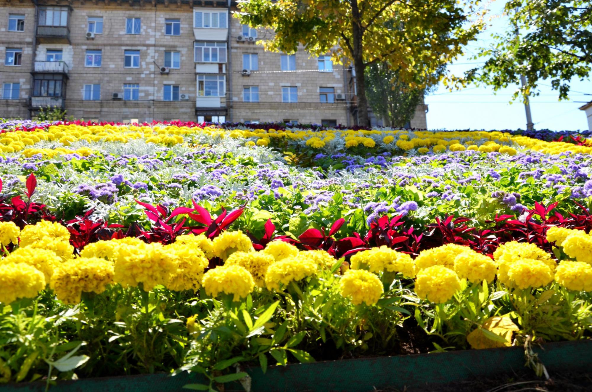У Києві з'явився квітучий живий пам'ятник мужності героїв "азовців": яскраві фото