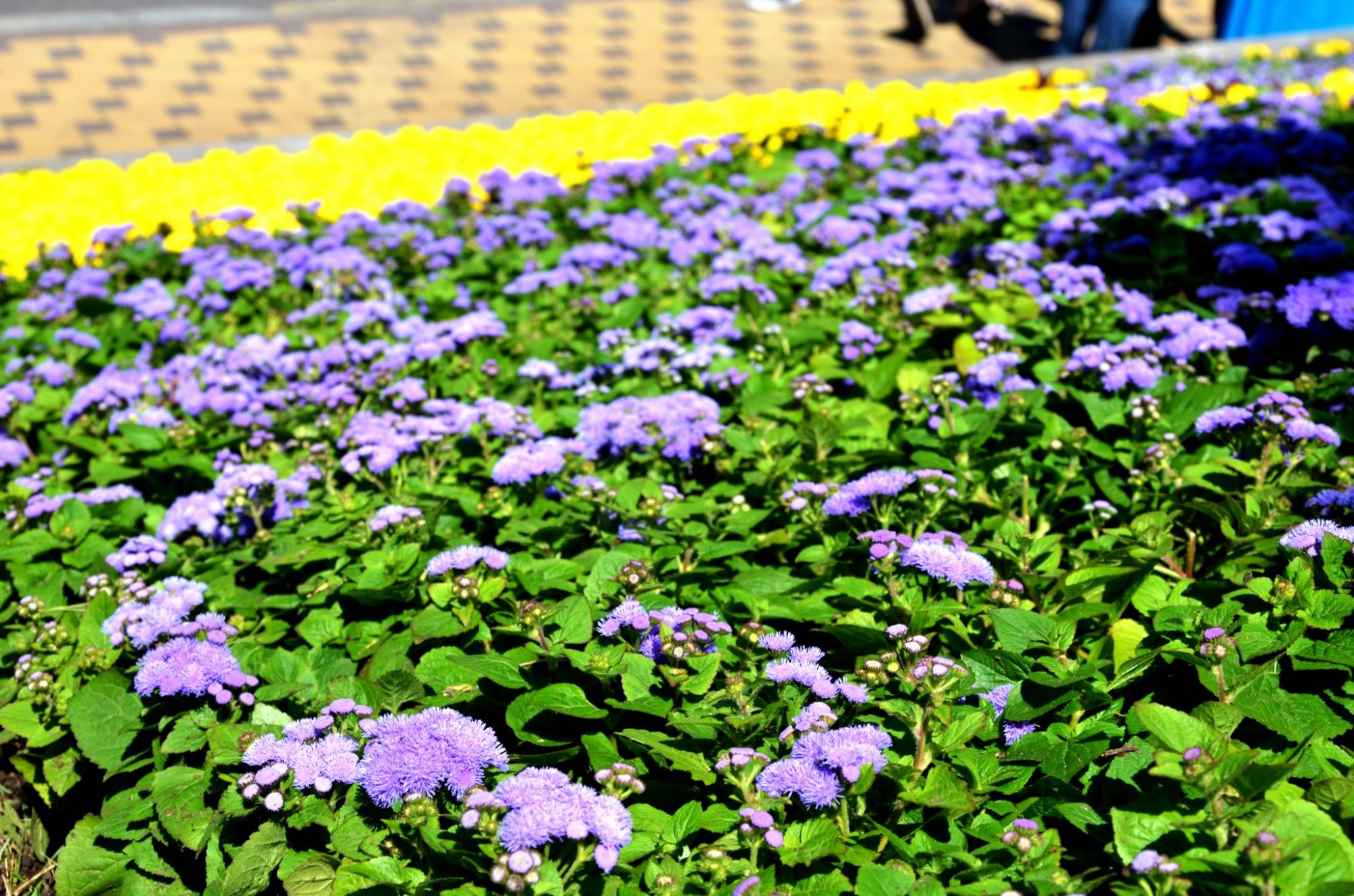 У Києві з'явився квітучий живий пам'ятник мужності героїв "азовців": яскраві фото