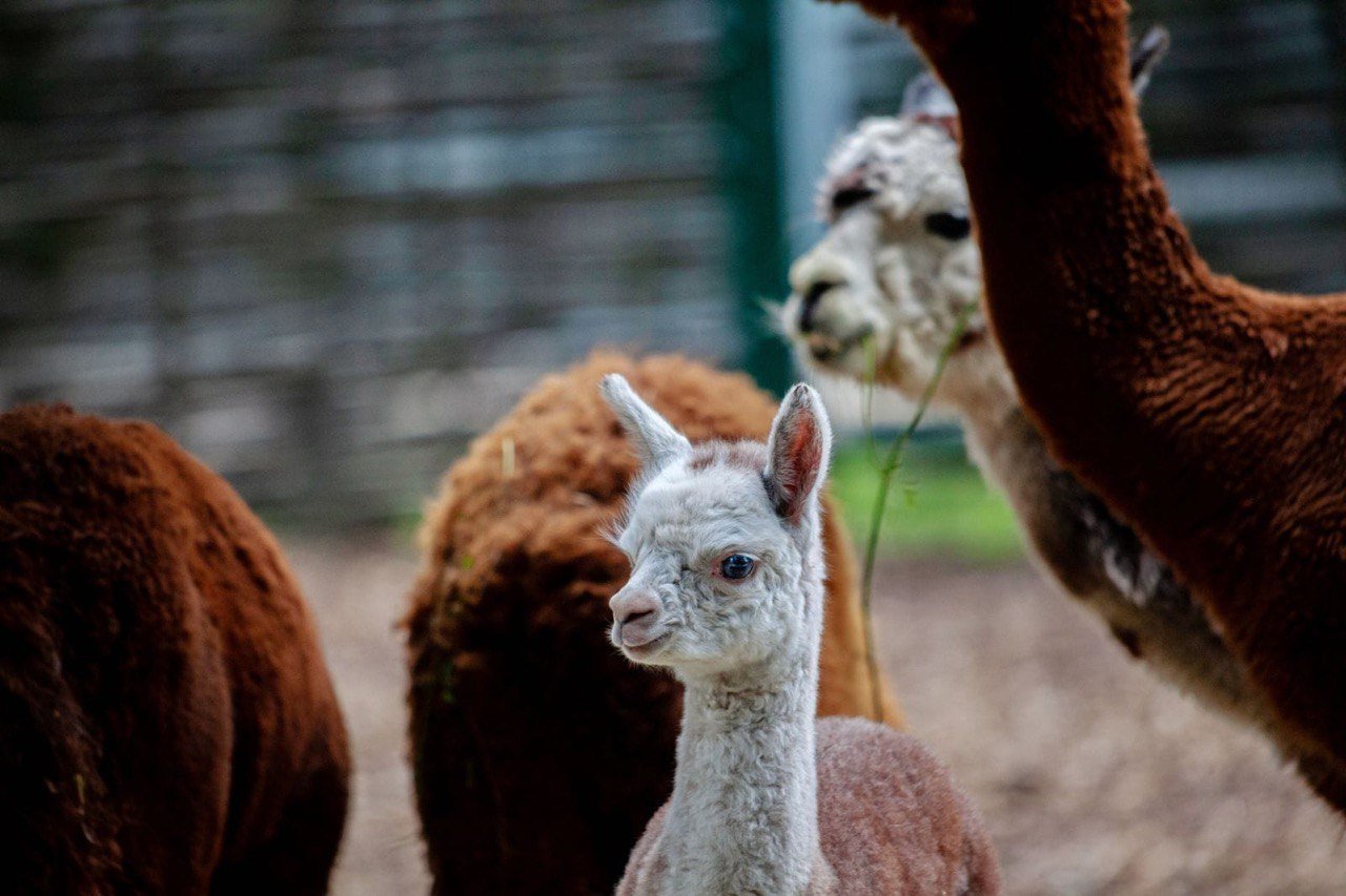 В Киевском зоопарке пополнение альпак: мимишные фото семейства