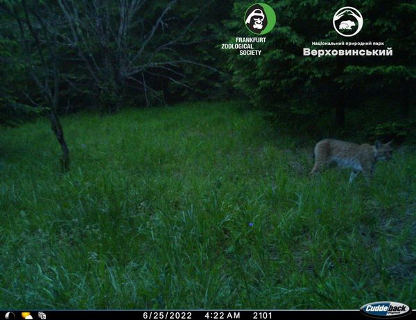 В Карпатах заметили уникального зверя, который занесен в Красную книгу (фото)