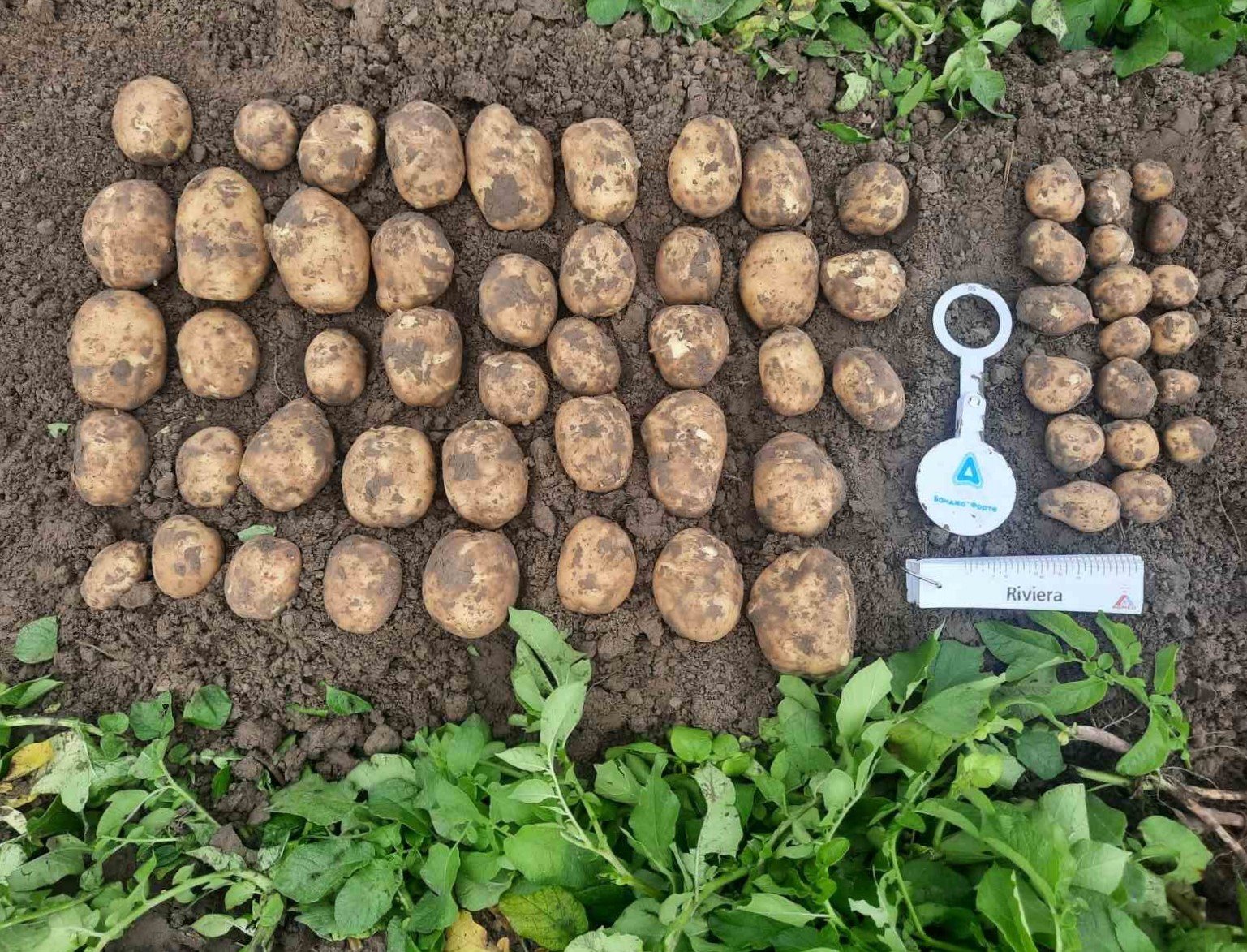 Фермери назвали сорти картоплі для рекордного урожаю: запам'ятайте ці назви