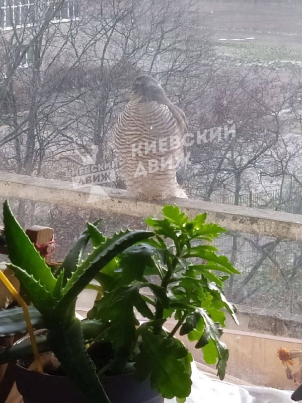 В Киеве заметили хищника, заглядывающего в окна в поисках пищи (фото)