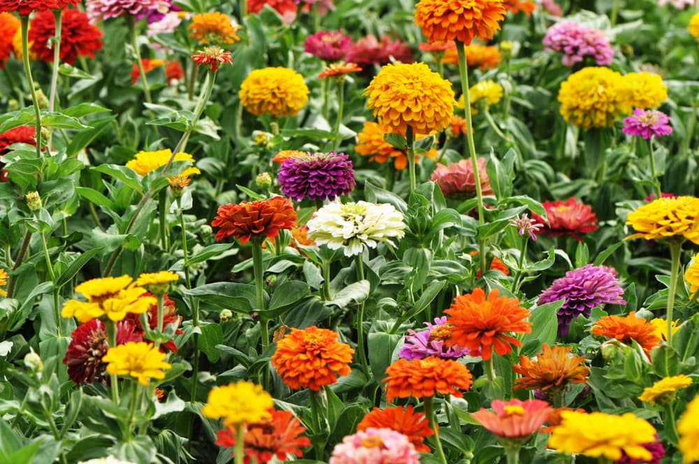 Які квіти треба садити у квітні, щоб вони давали пишні суцвіття (фото)