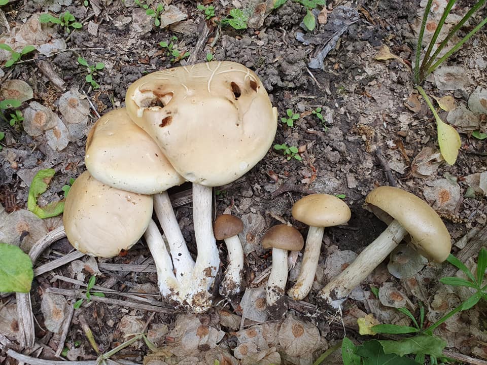 Грибников предупредили об опасности, которая может стоить здоровья или даже жизни (фото)