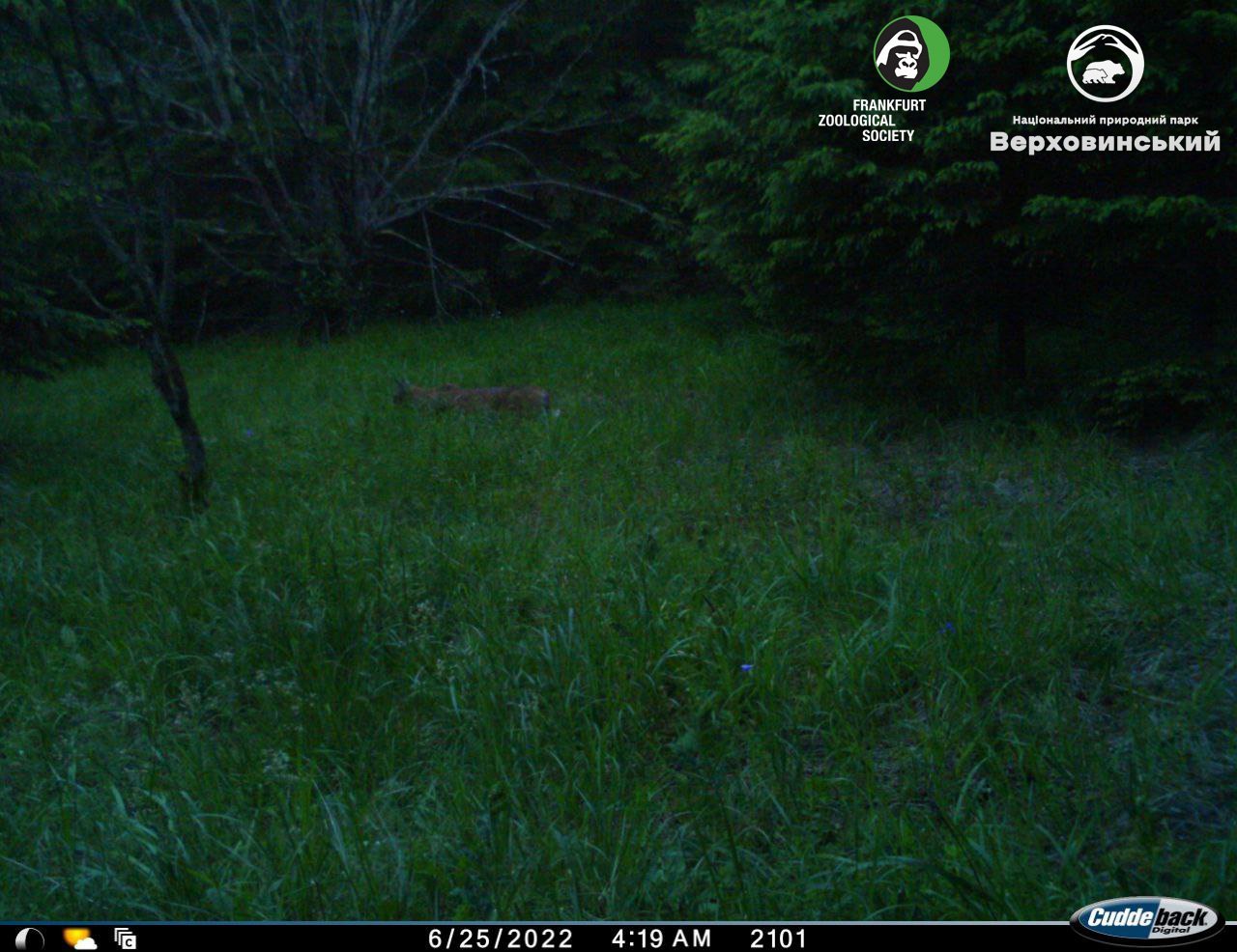В Карпатах заметили уникального зверя, который занесен в Красную книгу (фото)