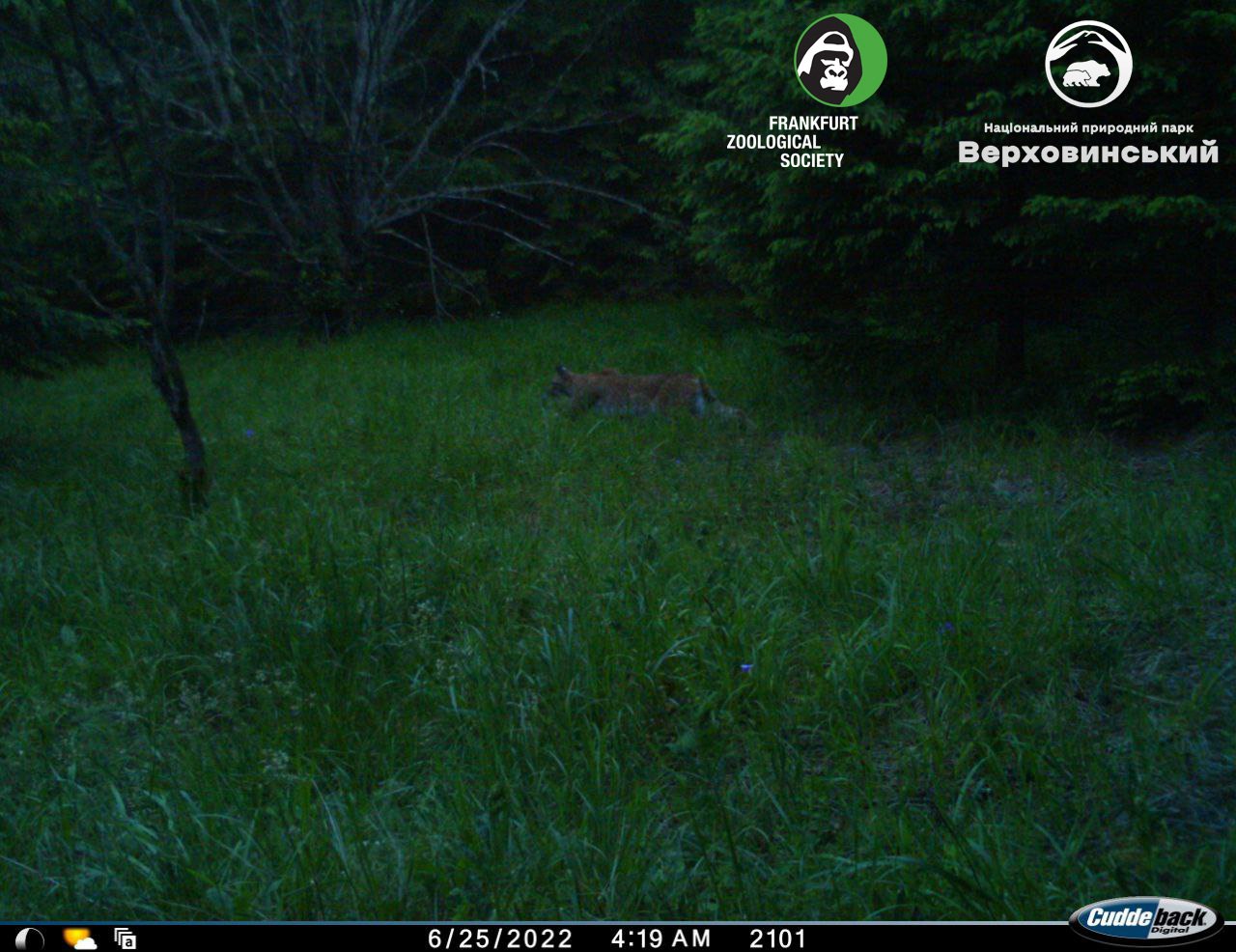 В Карпатах заметили уникального зверя, который занесен в Красную книгу (фото)