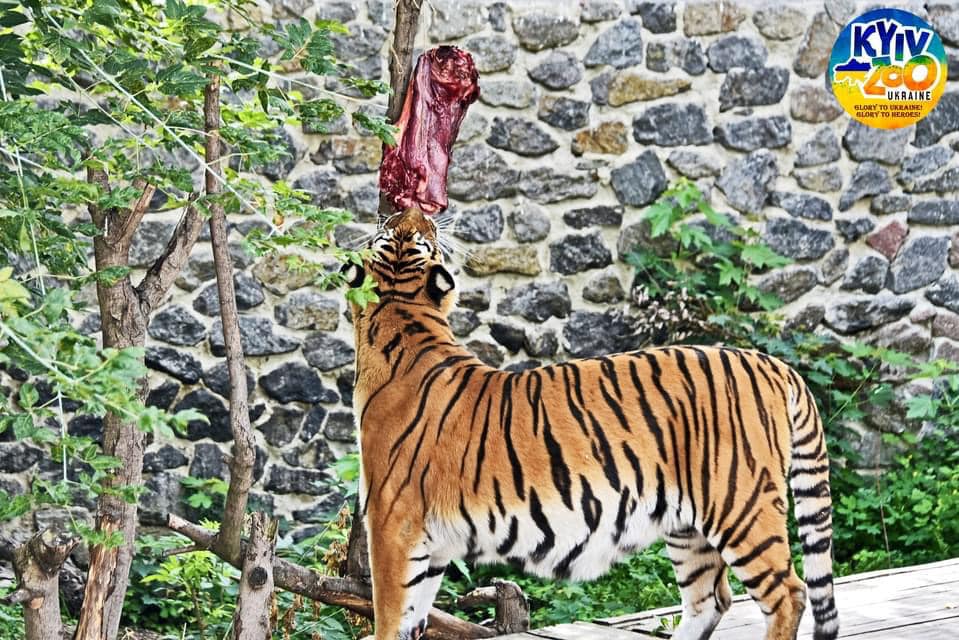 В зоопарке Киева отметили 13-летие двух тигров: красавцам сделали сюрприз (фото)