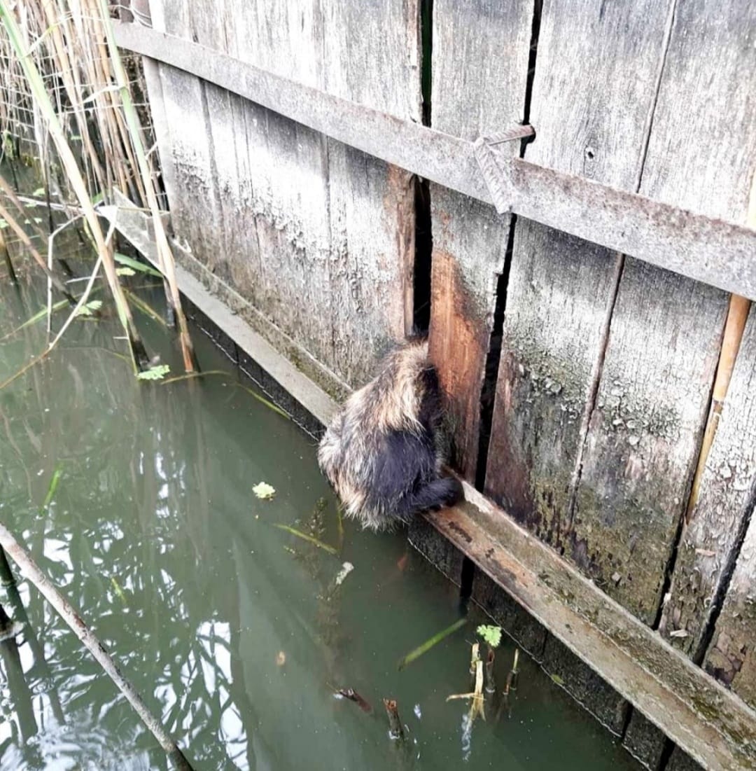 Лікували понад місяць: єнотика, якого врятували бійці ДСНС, випустили на волю