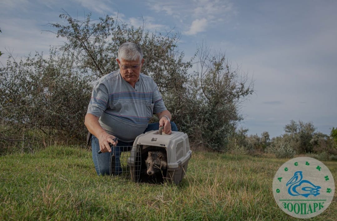 Лікували понад місяць: єнотика, якого врятували бійці ДСНС, випустили на волю