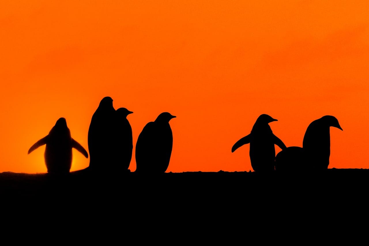 На острів Галіндез повернулися пінгвіни: українські полярники показали приголомшливі фото