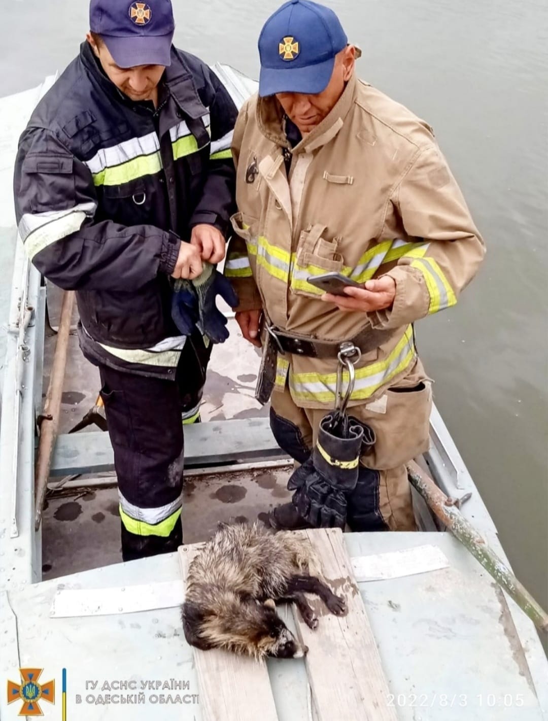 Лікували понад місяць: єнотика, якого врятували бійці ДСНС, випустили на волю