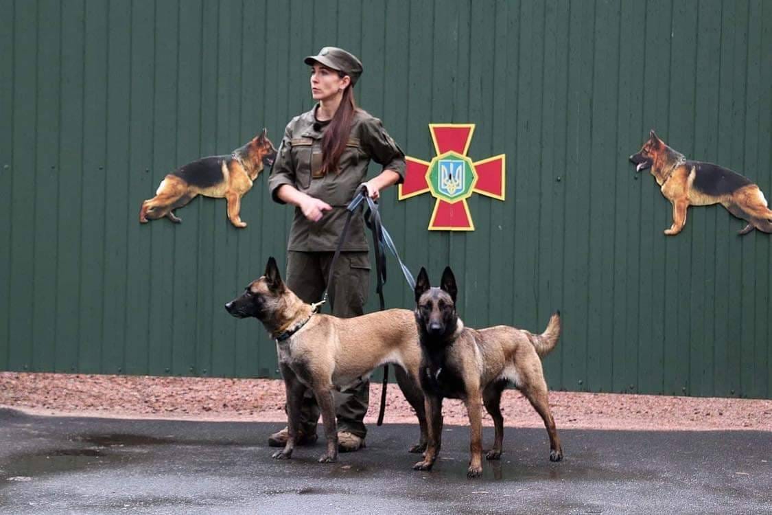 Службовий пес Нацгвардії виграв чемпіонат світу з дресирування: фото красуні