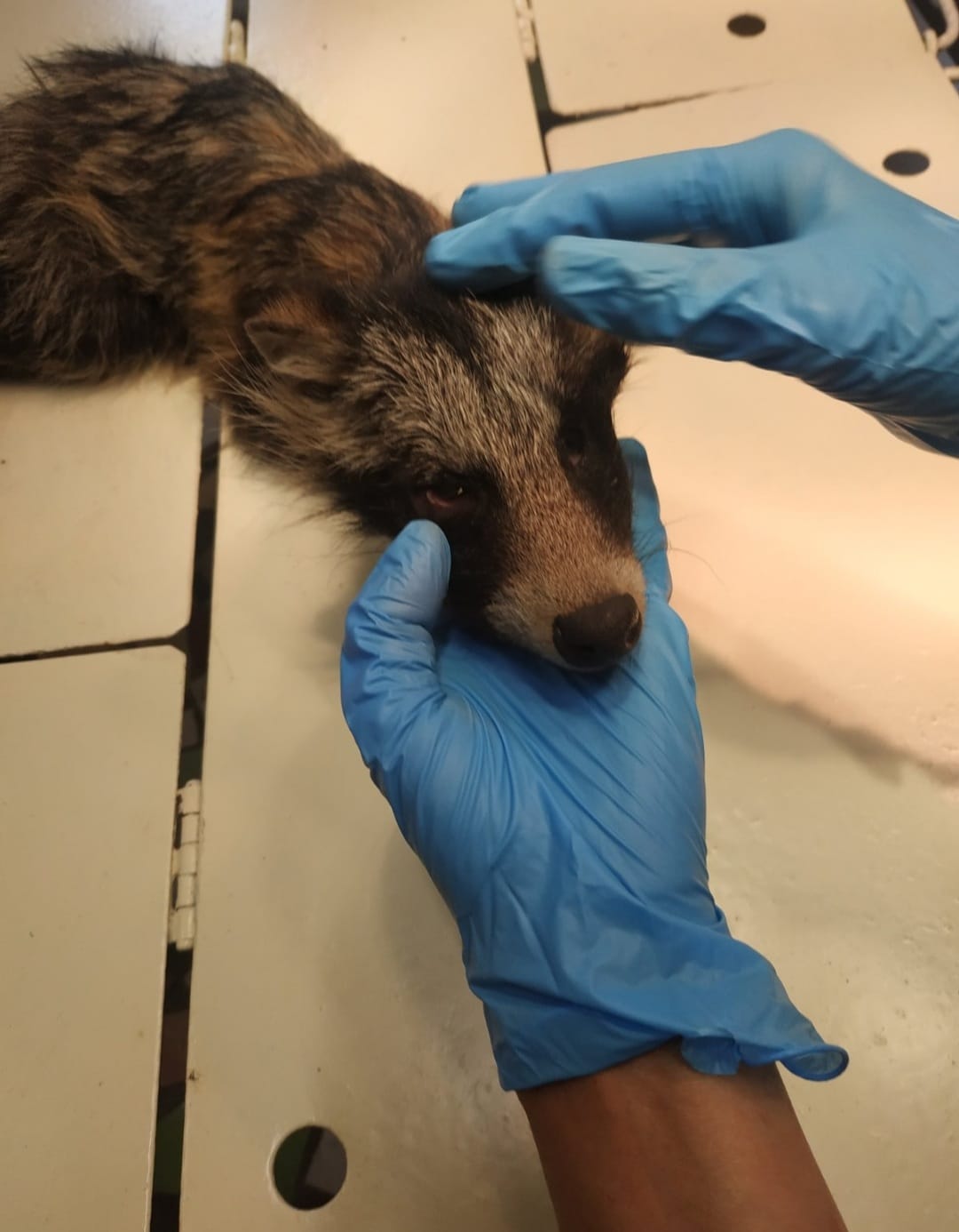 Лікували понад місяць: єнотика, якого врятували бійці ДСНС, випустили на волю