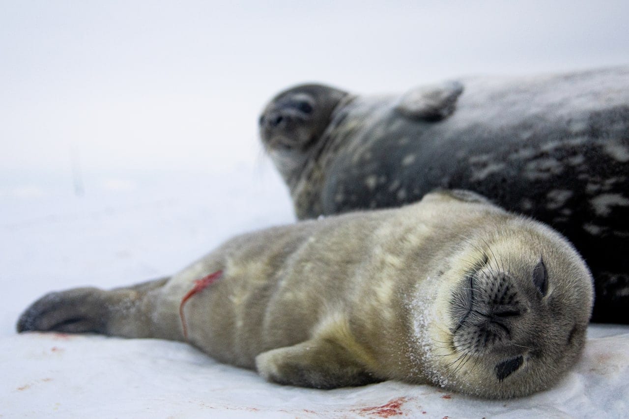 Українські полярники показали перших новонароджених тюленят: мімішність зашкалює (фото)