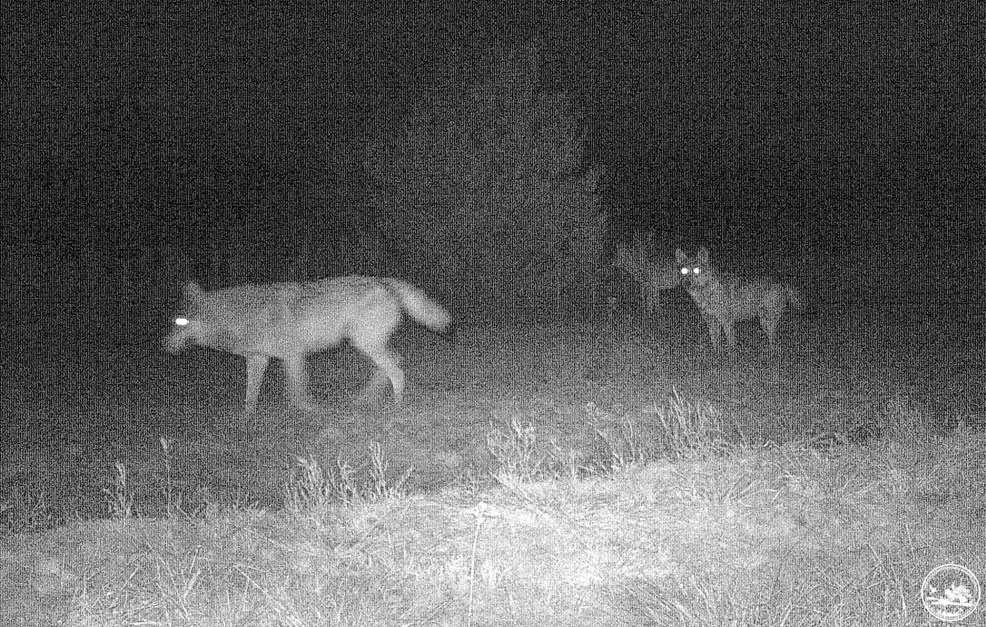 Красені на полюванні: у Чорнобильському заповіднику показали нічне життя тварин (фото)
