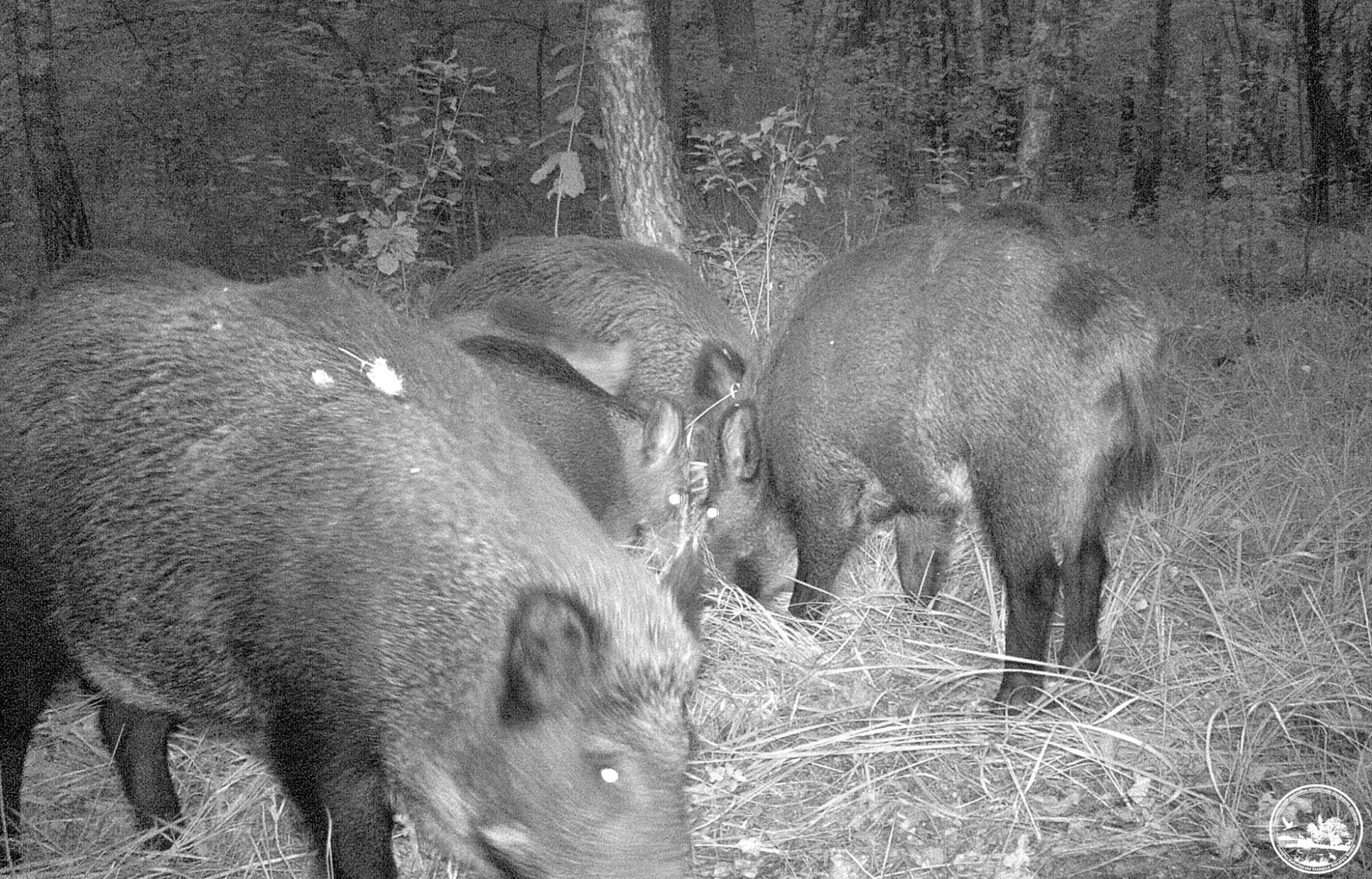 Красені на полюванні: у Чорнобильському заповіднику показали нічне життя тварин (фото)