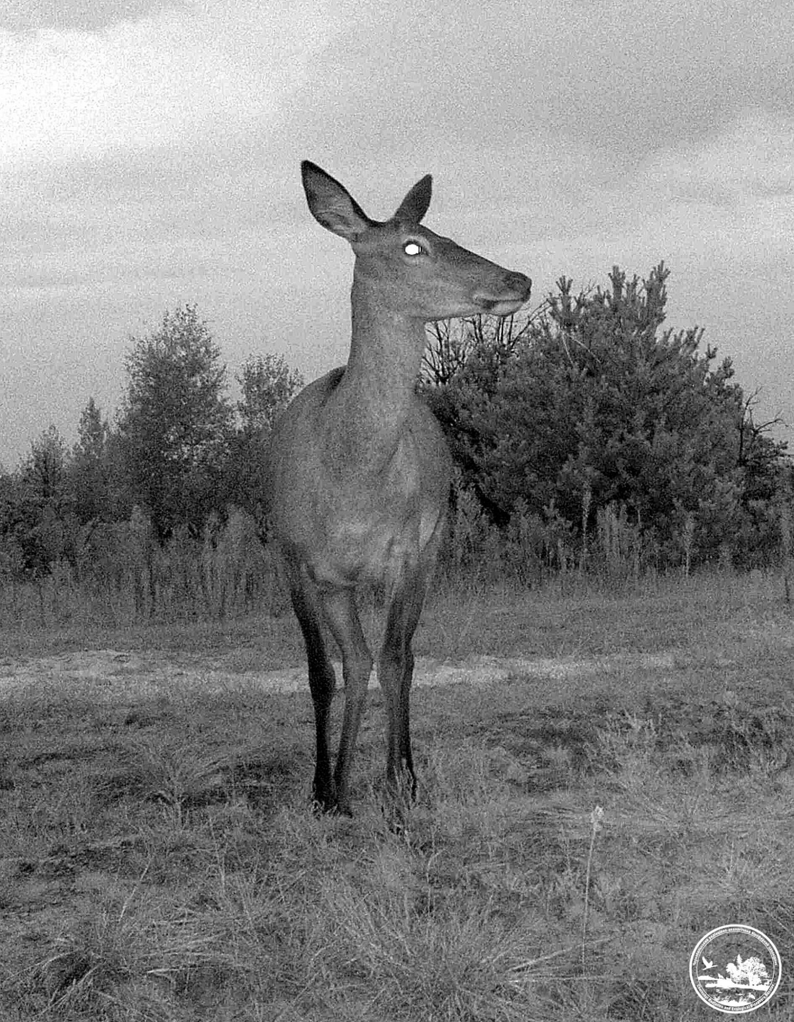Красені на полюванні: у Чорнобильському заповіднику показали нічне життя тварин (фото)