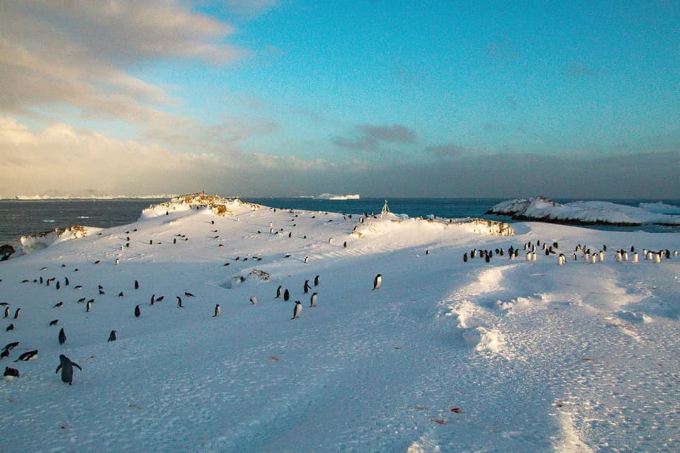 На острів Галіндез повернулися пінгвіни: українські полярники показали приголомшливі фото