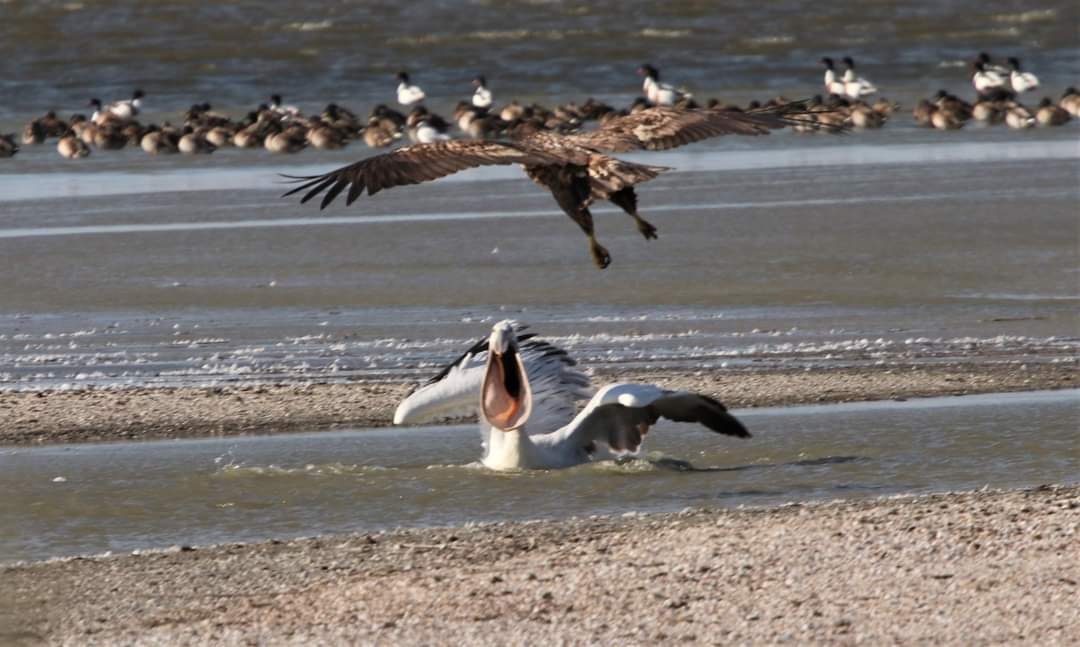 Украинский эколог показал редкие фото ожесточенной схватки краснокнижных крылатых великанов